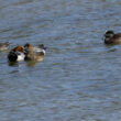Canard front blanc et Canards siffleurs dans le marais de Grée